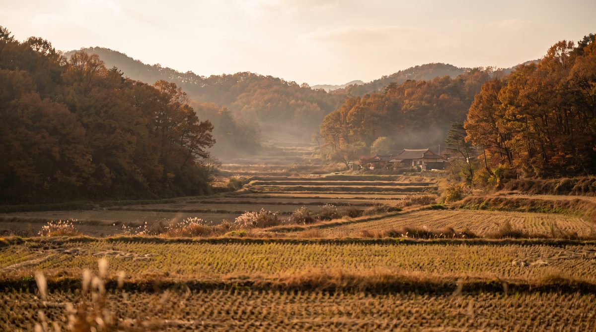 가을 시골의 계단식 논밭과 숲이 있는 언덕 사진